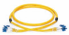 24 fiber Standard Distribution Patch Cord